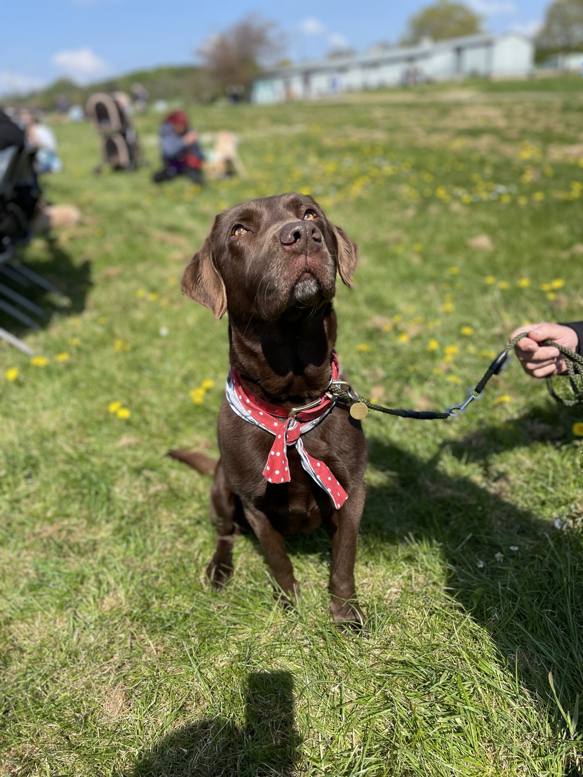 Fun-Dog-show
