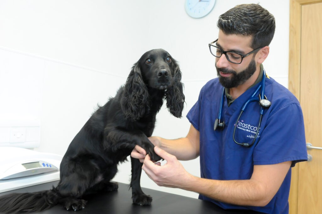 Eastcott Vets